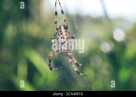 Close up Cobweb or spider's web against a natural background, Dew on a spider . Stock Photo