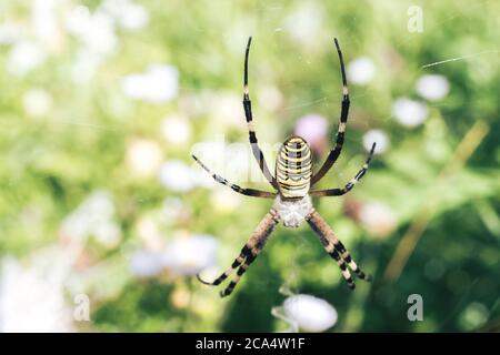Close up Cobweb or spider's web against a natural background, Dew on a spider . Stock Photo