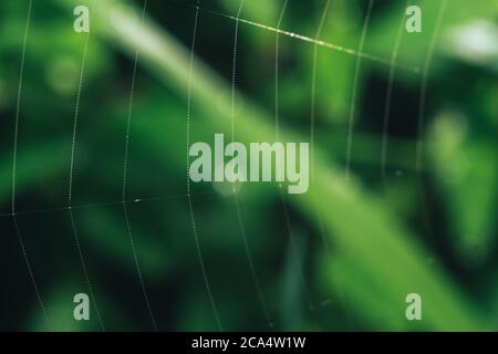 Close up Cobweb or spider's web against a natural background, Dew on a spider . Stock Photo