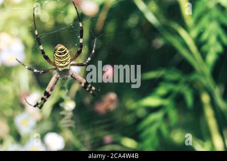 Close up Cobweb or spider's web against a natural background, Dew on a spider . Stock Photo
