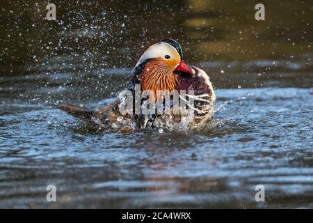 Mandarin Drake; Aix galericulata; Bathing; Devon; UK Stock Photo