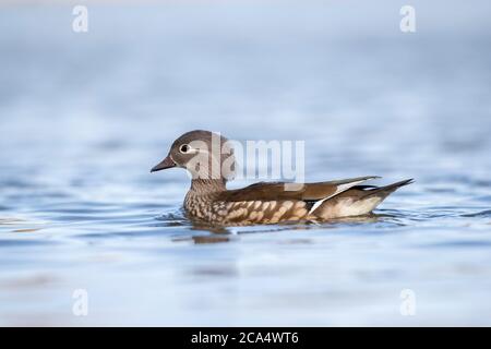 Mandarin Duck; Aix galericulata; Female; Devon; UK Stock Photo