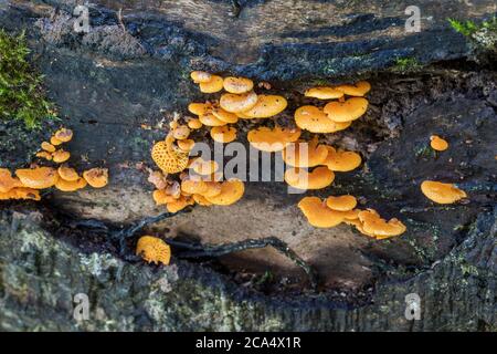 Orange Pore Fungus; Favolaschia calocera; Cornwall; UK Stock Photo
