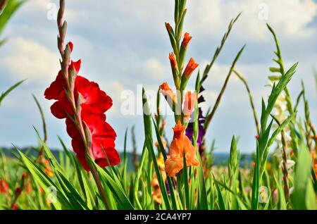 A beautiful big field of many gladiolus in different bright colours growing into the blue sky in summer Stock Photo