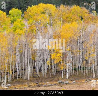 View of american aspens (Populus tremuloides) in autumn, Boulder Mountain, Utah, USA Stock Photo