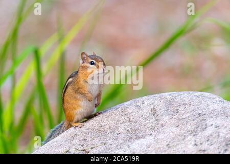 A Eastern Chipmunk (Tamias striatus) looking alert on top of a boulder.