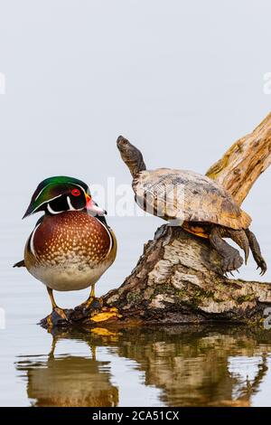 Wood Duck (Aix sponsa) male and Red-eared Slider (Trachemys scripta elegans) on log in wetland, Marion Co., Illinois, USA Stock Photo