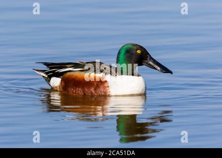 Northern Shoveler (Spatula clypeata) male in lake, Marion Co., Illinois, USA Stock Photo