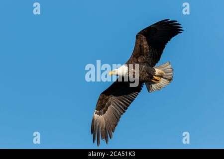 Bald Eagle (Haliaeetus lecocephalus) in flight, Clinton County, Michigan, USA Stock Photo