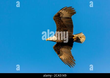 Bald Eagle (Haliaeetus lecocephalus) in flight against clear blue sky, Clinton County, Michigan, USA Stock Photo