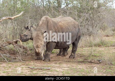 White Rhino in Hlane Nationalpark, Lubombo Province, Eswatini, southern Africa Stock Photo