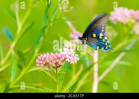 Close-up of Pipevine Swallowtail (Battus philenor) perching on Swamp Milkweed (Ascelpias incarnata) Marion Co., Illinois, USA Stock Photo