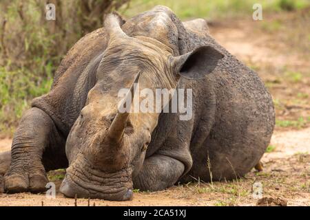 White Rhino in Hlane Nationalpark, Lubombo Province, Eswatini, southern Africa Stock Photo