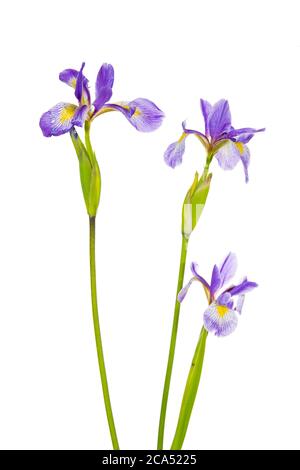 Close up of Blue Flag Irises (Iris versicolor), Marion Co., Illinois, USA Stock Photo