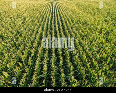 Aerial view of corn field, Marion Co., Illinois, USA Stock Photo