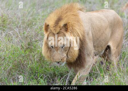 Male Lion in Hlane National Park, Lubombo Province, Eswatini, southern africa Stock Photo