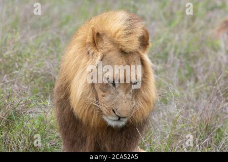 Male Lion in Hlane National Park, Lubombo Province, Eswatini, southern africa Stock Photo