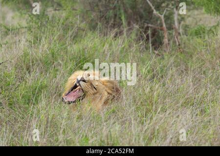 Male Lion in Hlane National Park, Lubombo Province, Eswatini, southern africa Stock Photo