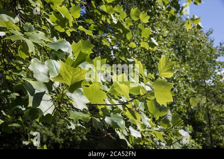 Egham, UK. 3rd August, 2020. A tulip poplar tree (Liriodendron tulipifera) is pictured in Windsor Great Park. The tulip poplar is a member of the magn Stock Photo