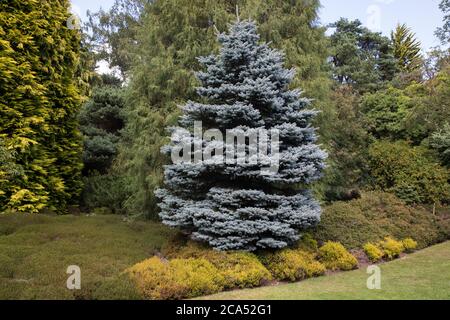 Egham, UK. 3rd August, 2020. A blue spruce (Picea pungens) is pictured in Windsor Great Park. The blue spruce is an evergreen ornamental conifer with Stock Photo