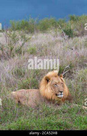 Male Lion in Hlane National Park before heavy thunderstorm, Lubombo Province, Eswatini, southern africa Stock Photo