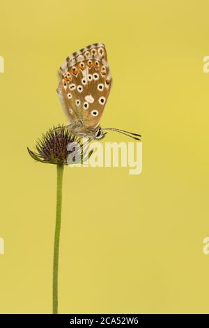A female Chalkhill Blue butterfly (Polyommatus Coridon) roosting on field scabious. Stock Photo