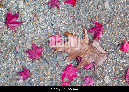 Looking down on colourful autumnal leaves on the ground Stock Photo