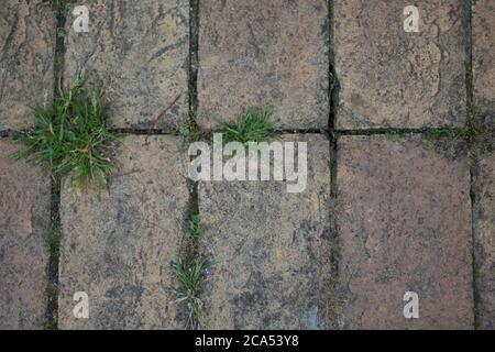 Old paving slab background with rough grass growing in gaps Stock Photo