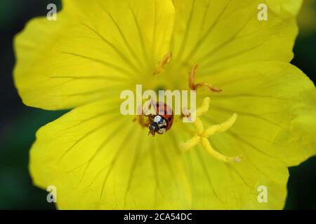 Red Ladybug on yellow flower stamens in the garden,red ladybug on yellow flower macro,insect on flower,wildlife insect,floral photo,macro photography Stock Photo