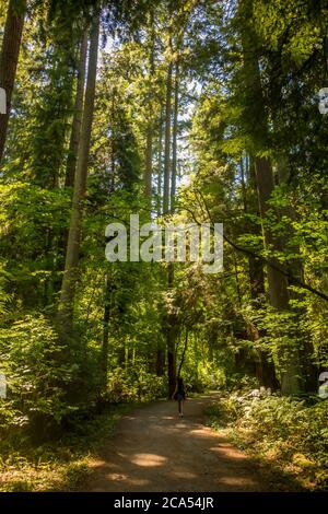 A women walking through a woodland path in Stanley Park, Vancouver, British Columbia, Canada Stock Photo