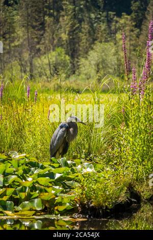 A heron fishing at Beaver Lake, Stanley Park, Vancouver, British Columbia, Canada Stock Photo