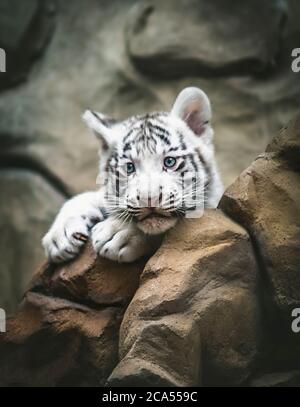 White tiger resting side by side. White tiger or bleached tiger is a pigmentation variant of the Bengal tiger, young animals, black and white, Zoo Lib Stock Photo