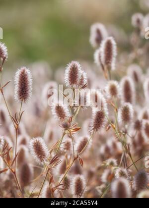 Close-up of stone clover flowers in warm evening light. Trifolium arvense. Inflorescence of hare's-foot clover or rabbitfoot clover. Selective focus, Stock Photo