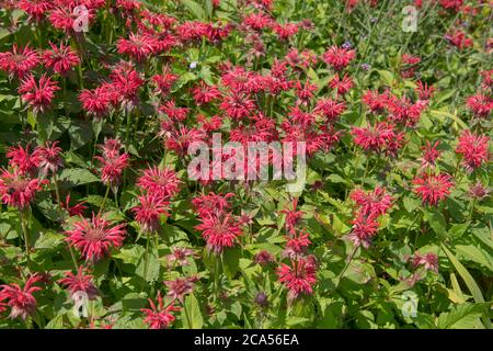 Summer Flowering Bright Red Bergamot Flowers (Monarda 'Gardenview Scarlet') Growing in a Herbaceous Border in a Country Cottage Garden in Rural Devon Stock Photo
