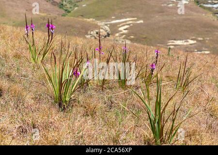 Watsonia lepida in the Golden Gate Highlands National Park, Freestate, South Africa Stock Photo