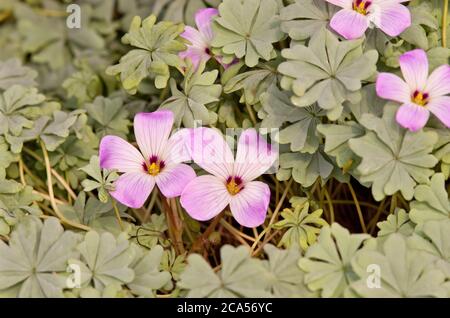 Oxalis adenophylla Stock Photo