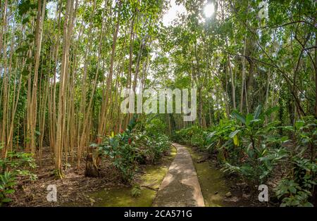 Footpath in Fern Grotto, Kauai, Hawaii, USA Stock Photo