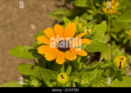 Rudbeckia Hirta Toto Gold Stock Photo