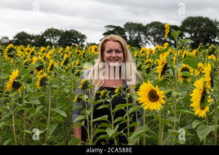 Field of sunflowers Cornwall, Truro, Cornwall, UK. 4th August, 2020. Cornwall field containing more than 275,000 sunflowers near Truro will open this Friday, Saturday and Sunday for the public to enjoy and to help raise funds for Sowenna, Cornwall's mental health unit for young people. Credit: kathleen white/Alamy Live News Stock Photo