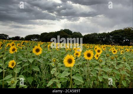 Field of sunflowers Cornwall,Truro, Cornwall, UK. 4th August, 2020. field containing more than 275,000 sunflowers near Truro will open this Friday, Saturday and Sunday for the public to enjoy and to help raise funds for Sowenna, Cornwall's mental health unit for young people. Credit: kathleen white/Alamy Live News Stock Photo