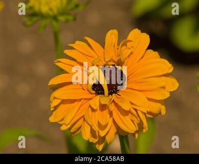 Rudbeckia Hirta Goldilocks Stock Photo