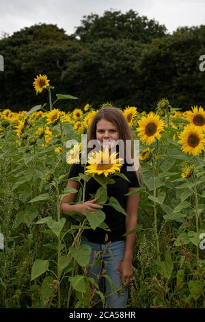 Field of sunflowers Cornwall, Truro, Cornwall, UK. 4th August, 2020. field containing more than 275,000 sunflowers near Truro will open this Friday, Saturday and Sunday for the public to enjoy and to help raise funds for Sowenna, Cornwall's mental health unit for young people. Credit: kathleen white/Alamy Live News Stock Photo