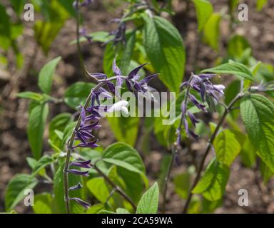 Salvia 'Phyllis' Fancy Stock Photo