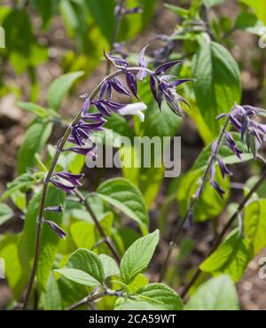 Salvia 'Phyllis' Fancy Stock Photo