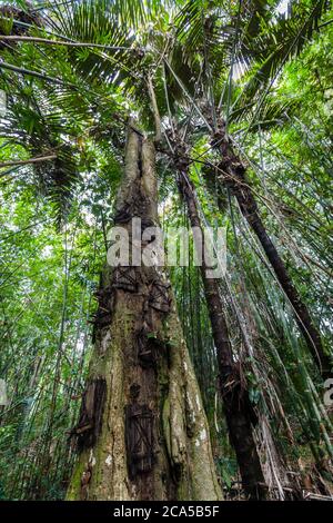 Indonesia, Sulawesi, Tana Toraja, Kambira, tree trunk sheltering baby graves Stock Photo