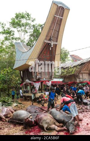 Indonesia, Sulawesi, Tana Toraja, near Rantepao, funeral ceremony, water buffaloes sacrificed in front of a traditional house and participants prepari Stock Photo