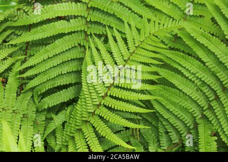 Close up macro detail of a fresh fern leaf/leaves in spring taken in a British, UK woodland/garden to make an abstract background Stock Photo