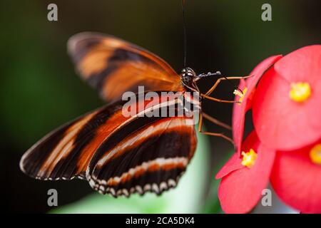 Banded Orange Heliconian butterfly flying freely in a vivarium Stock ...