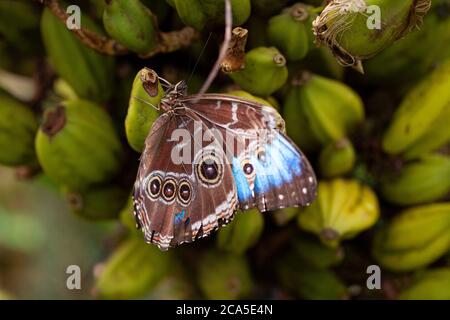 Peacock butterfly sitting on hanging fruit. Stock Photo