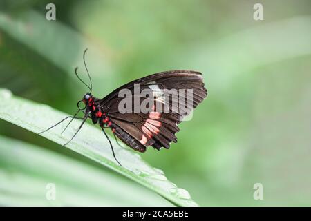 Butterfly sitting on a green leaf with water drops. Close up macro photography. Stock Photo